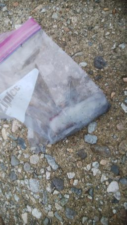 なんとか、アオリイカ1杯