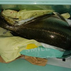 ジグサビキ　ワインド　シーバス