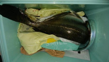 ジグサビキ　ワインド　シーバス