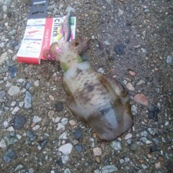 アオリイカ2杯 胴長16センチ!!