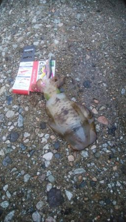 アオリイカ2杯　胴長16センチ！！