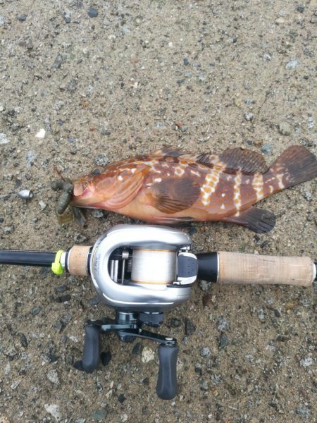 アコウ&アオリちょうこう