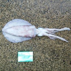 マズメは釣れる