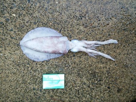 マズメは釣れる