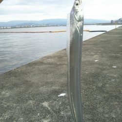 岸和田一文字でタチウオ&サゴシ等