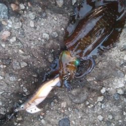 夕まずめ　アオリイカ　3杯