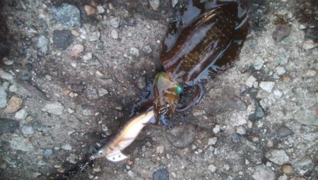 夕まずめ　アオリイカ　3杯