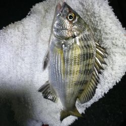 南港フェリーヘチ釣り （小キビレ、小真チヌ、ガシラ 釣果有）
