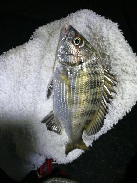 南港フェリーヘチ釣り （小キビレ、小真チヌ、ガシラ 釣果有）