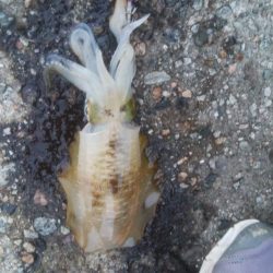 朝マズメ アオリイカ8杯!!!