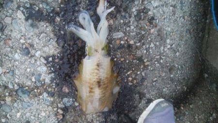 朝マズメ　アオリイカ8杯！！！