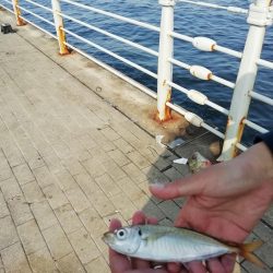 イワシフライを！