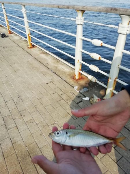 イワシフライを！