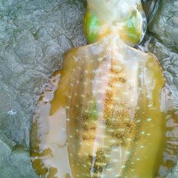 今秋初のボイントで｡