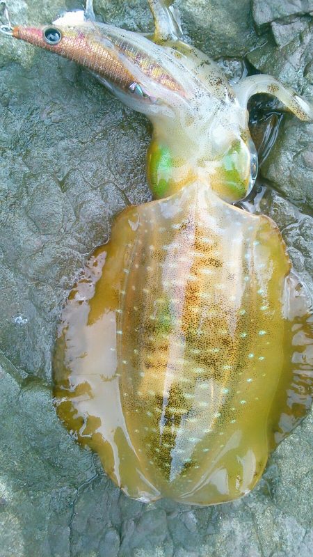 今秋初のボイントで｡