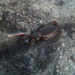 マズメにアオリイカ4杯！！