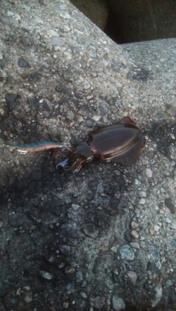 マズメにアオリイカ4杯！！