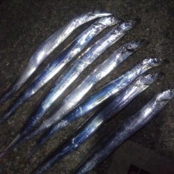 アジュールで短時間タチウオ時合!