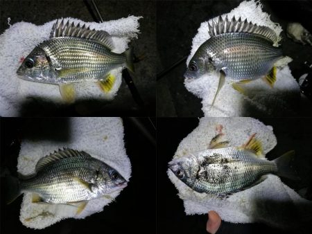 南港フェリーヘチ釣り (小キビレ、小メジナ、ガシラ 釣果有)
