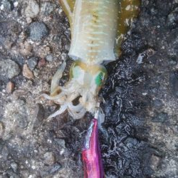 朝マズメ　アオリイカ4杯！！