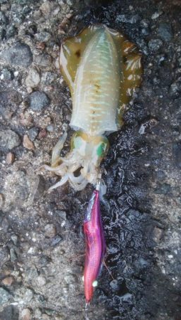 朝マズメ　アオリイカ4杯！！