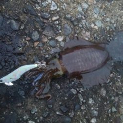 アオリイカ 朝マズメ狙い 8杯!