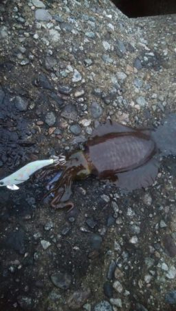 アオリイカ　朝マズメ狙い　8杯！