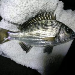 南港フェリーヘチ釣り （小雨降る中～小キビレ、小真チヌ、小メジナ、釣果有り）