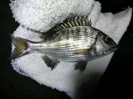 南港フェリーヘチ釣り （小雨降る中～小キビレ、小真チヌ、小メジナ、釣果有り）