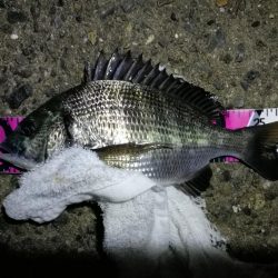 渋めの南港フェリーヘチ釣り （真チヌ、小キビレ、釣果）