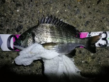 渋めの南港フェリーヘチ釣り （真チヌ、小キ…