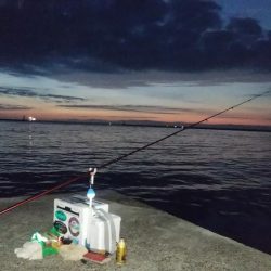 チャリコ湧きキス何処へ