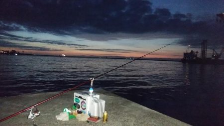 チャリコ湧きキス何処へ