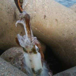 祝 アオリちゃん 100杯達成!!!