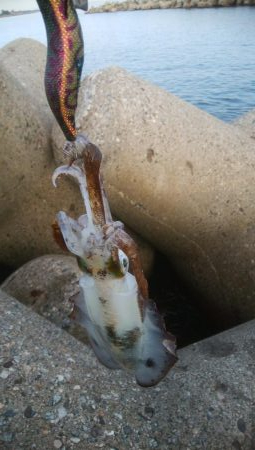 祝 アオリちゃん 100杯達成!!!