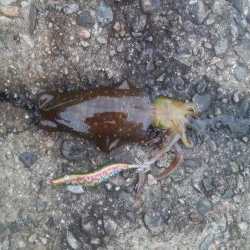 夕まずめ　あおり2杯！