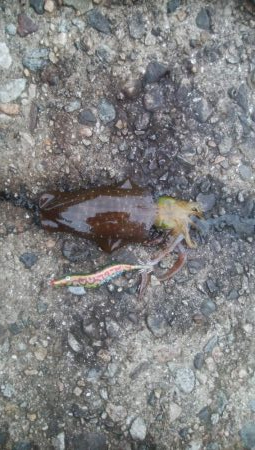 夕まずめ　あおり2杯！