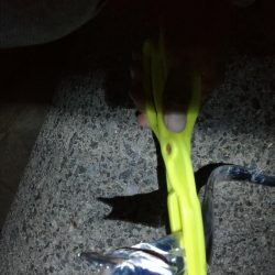 タチウオ　ハマチ