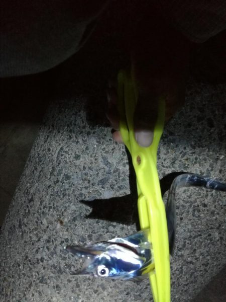 タチウオ　ハマチ