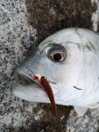 サンドワームでロウニンアジが釣れちゃいました。