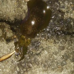 アオリイカ5杯！！