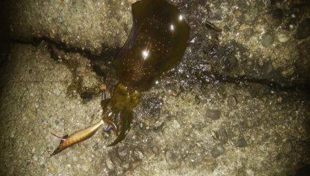 アオリイカ5杯！！