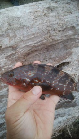 アオリイカ2杯　キジハタ2匹