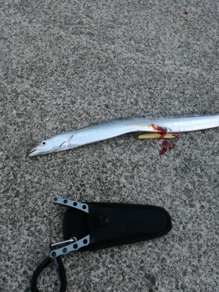 青物狙いからのエギング