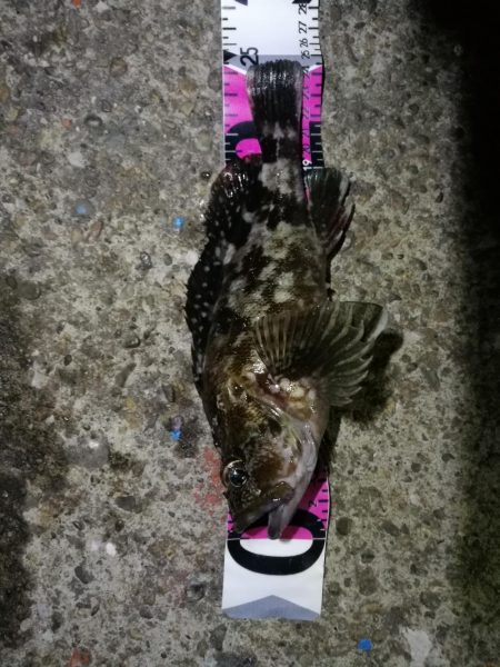 小雨の南港フェリーヘチ釣り （小真チヌ、小…