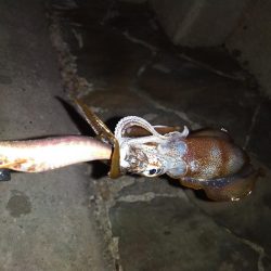 上向いてきました！