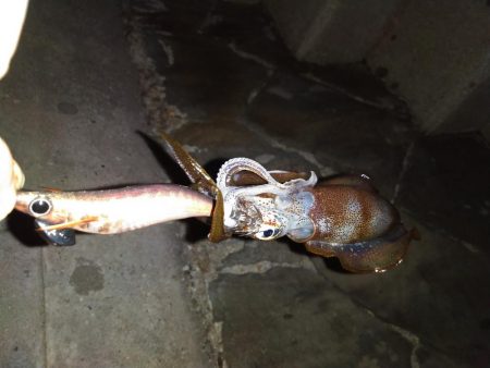 上向いてきました！