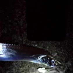 青物のちタチウオ