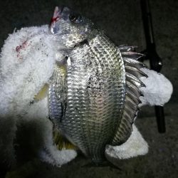 南港フェリーヘチ釣り （小キビレ、ガシラ 釣果）