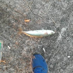 ケーソンタチウオ調査